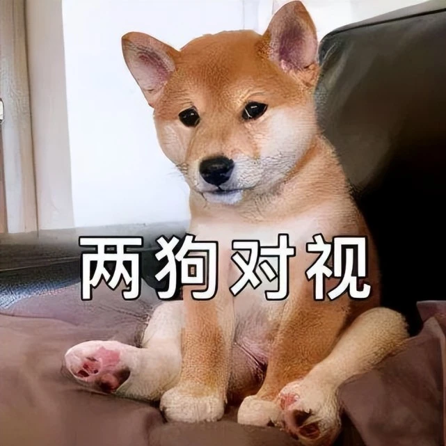 狗界6大“蠢狗”，铲屎官：智商堪忧，不好养！