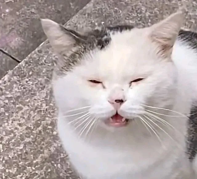 流浪小猫街头搭讪，一记“歪头杀”俘获路人，女孩却独爱它斜刘海