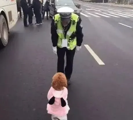 泰迪打扮太潮流，在马路上直立行走，不小心遇到交警……