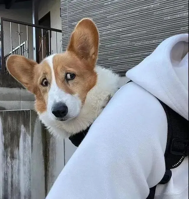 主人第一次骑车带狗子兜风，狗子一脸担忧：你行吗？