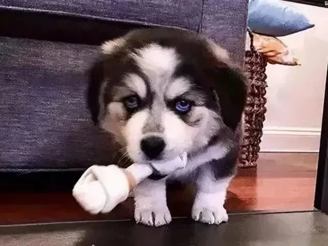 高价买了只柯基和二哈的混血狗子，可没想到狗子长大后居然全变了