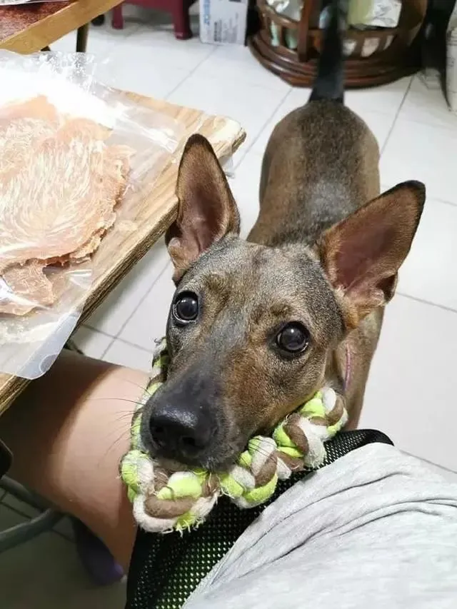 领养了一只田园犬后，铲屎官意外发现，它竟然会以物换物