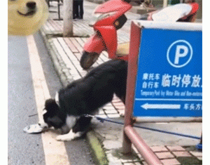 不小心压扁了边牧的狗盆，狗子叼着狗碗“碰瓷”：不赔不许走