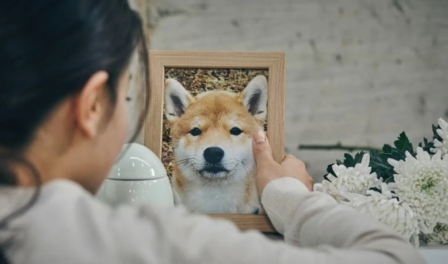 宠物殡葬野蛮生长：成本200元，收费几千至几万，加盟费用50万