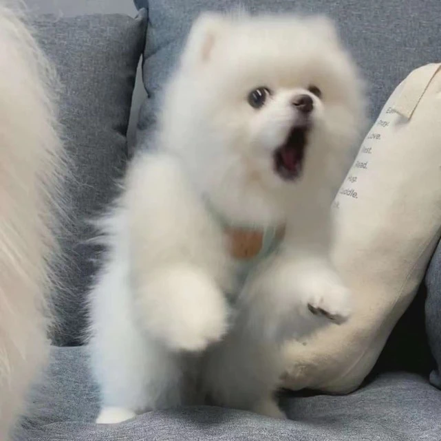 萌宠头像｜可爱治愈系