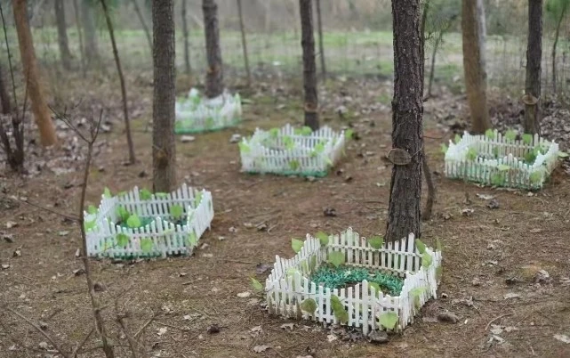 宠物殡葬师：整理遗容体面告别，对主人也是死亡教育，父母起初不理解