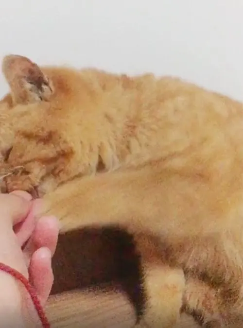 小伙捡回家1只流浪橘猫，连吃药都十分积极：很强的求生欲