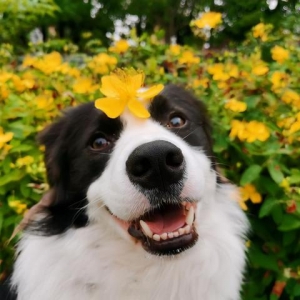 一只狗“养不熟”，往往会有这些表现，别被骗了！