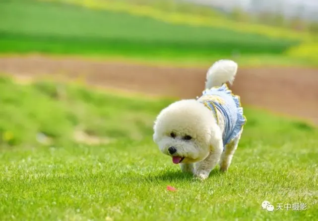 小狗Panda 假日里的快乐时光