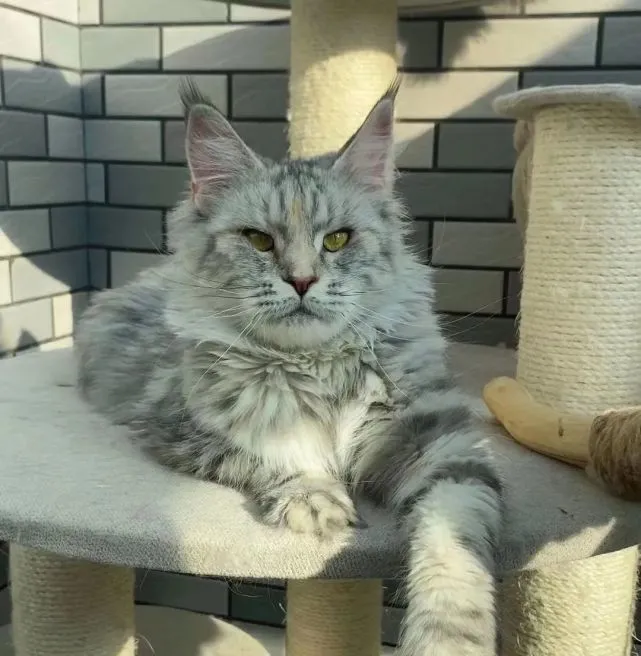 宠物逝去后，有人选择复活它，有人选择放它走