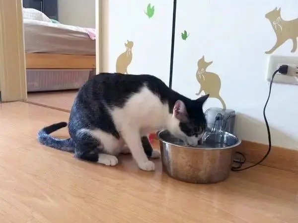 喝了马桶水，再亲吻主人，猫咪为什么会有这种恶趣味？