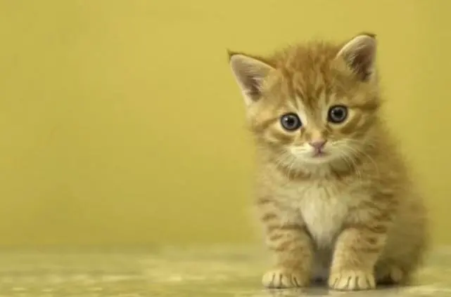 如果能跟猫沟通，你想对猫说哪些事？