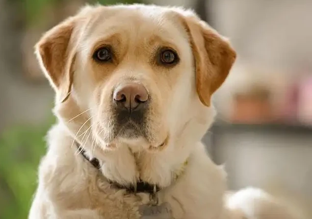 有幸“遇到”这7种狗，一定要好好珍惜，养它绝不后悔！