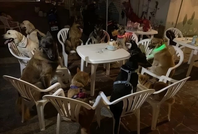 柴柴过生日，请了11只狗狗好友开派对…羡慕了！