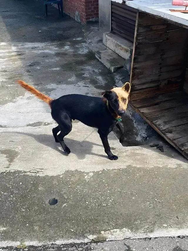 小哥送快递到网友家，结果一打开门看到狗子的模样，瞬间笑喷