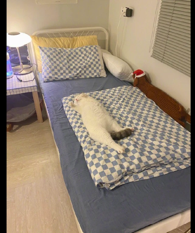 猫咪躺在主人的床上睡觉，四脚朝天躺着像个玩偶，也太可爱了吧！