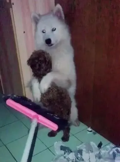 泰迪拆家要挨揍，萨摩狗狗及时出手，萨摩：要打你就先打我！