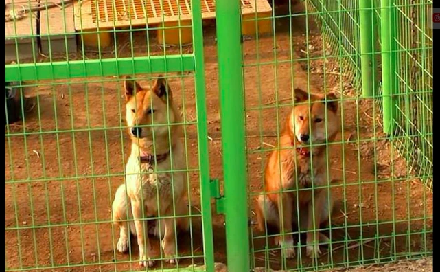 狗狗被牵来当看门犬后，不仅每晚哀嚎还攻击大叔，原因竟是妈妈！