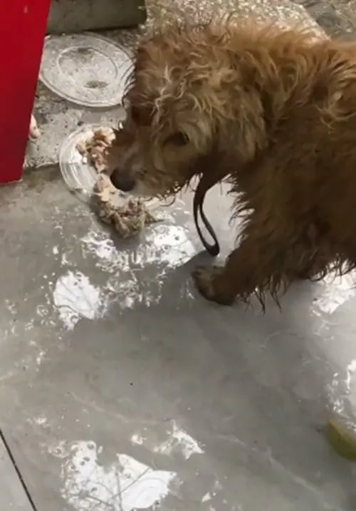 流浪狗被雨打湿后来避雨，歪着头看着店主：我实在没有地方可去了