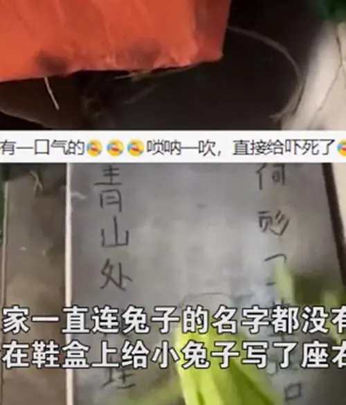 兔子因疫情断粮奄奄一息，爸爸吹了几声唢呐后：咋直接走了？