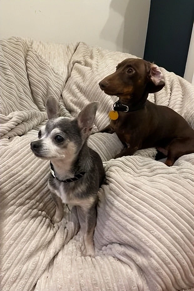 爱犬丢失之后，女孩一直耿耿于怀，十年之后，奇迹出现了