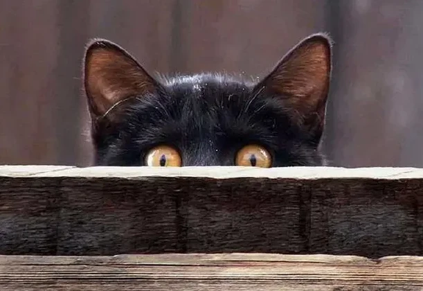 被主人打怕的猫咪，都会有这几个迹象，你家猫有吗？