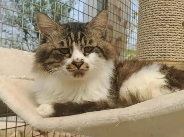 奇喵｜忧郁的花脸王子毛毛，一只生活在小院里的避世修行者