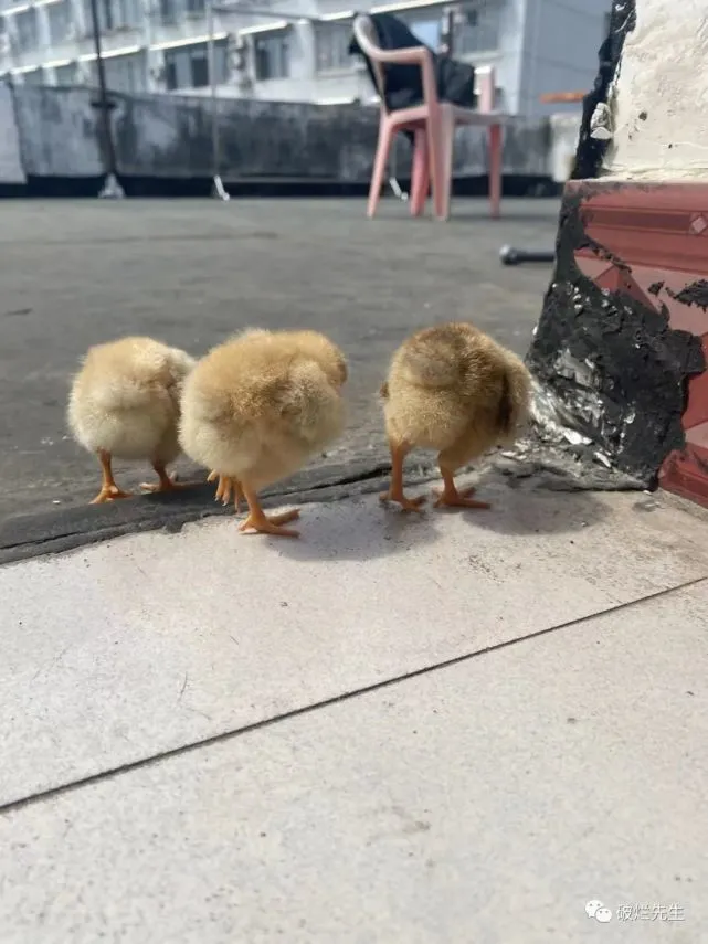 14-破烂哥日常｜三只小鸡