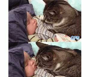 小女孩路遇流浪狸花，听到邀请后乖乖进笼回家家！