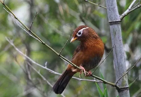 饲养画眉鸟，多多“观察”这几点