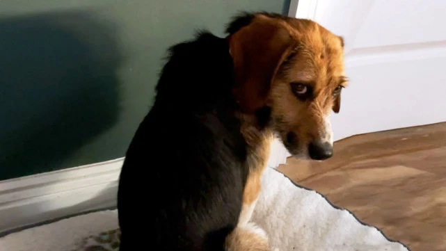 流浪狗被收养后不敢进门，拒绝人类靠近，每天紧盯墙壁几个小时