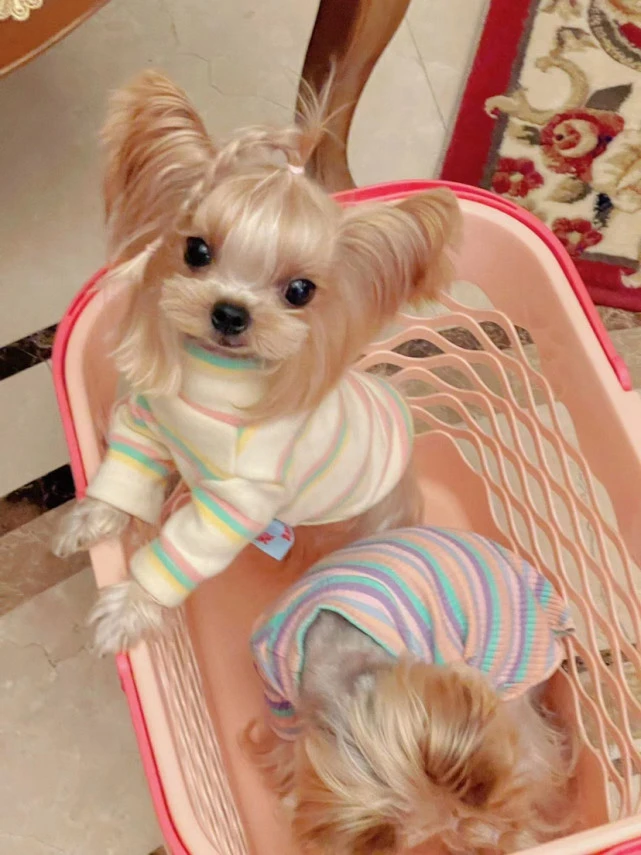 【马尔济斯/约克夏】狗粮应该怎么选以及注意事项？