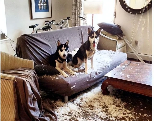 十分难养的狗，网民表明：白养也不想要，看一下你们家榜单没