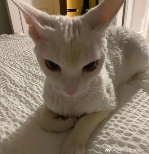 林孝埈晒自己养的猫 连发15个笑哈哈