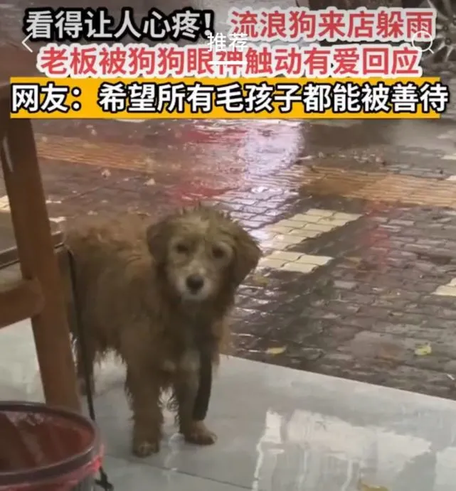 别抛弃他们，请善待毛孩子，它只有你了