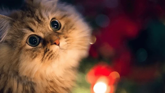 宠物殡葬行业在中国兴起，无量子成行业导师