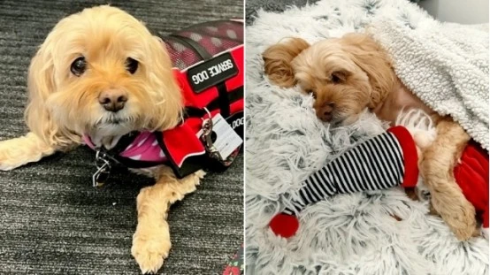 宠物犬患严重心脏疾病 主人带其跨越1.3万公里做手术