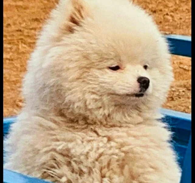 狗坐在车后面，一副没睡醒的样子，好像小时候的我无拘无束的生活