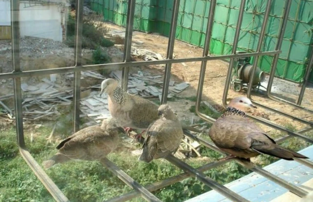 寄居窗台的“客人”——它们从来到走，一共四十天左右