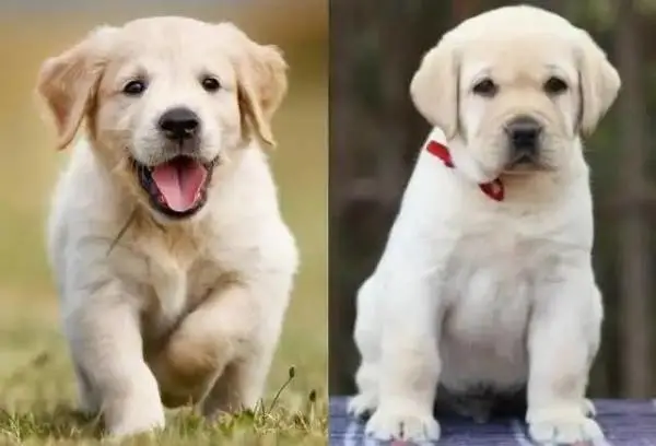 金毛还是拉布拉多傻傻分不清楚？小编叫你如何区分！