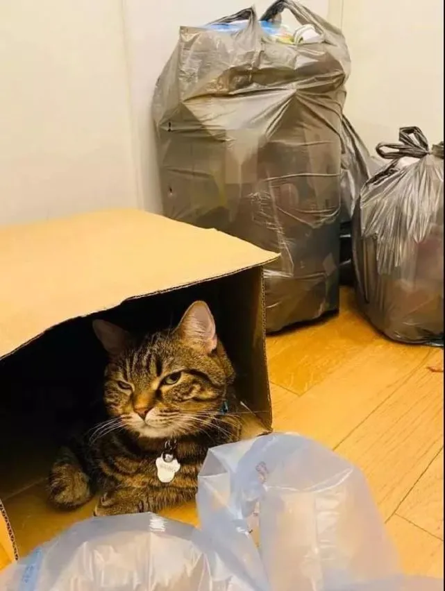 英子宠物｜主人说要把纸箱收起来的那一刻，感觉到阵阵凉气