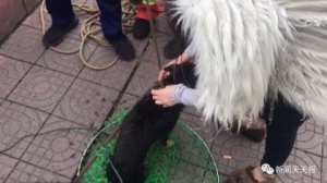 “汪星人”意外落水，为了一条生命，众人暖心施救