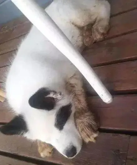 新型“熊猫”！萨摩耶与哈士奇的结合，出生的竟是……