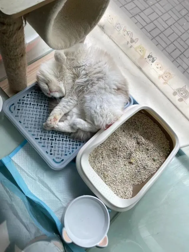 在宠物店和8只猫封控的第9天，很多人却表示不理解…