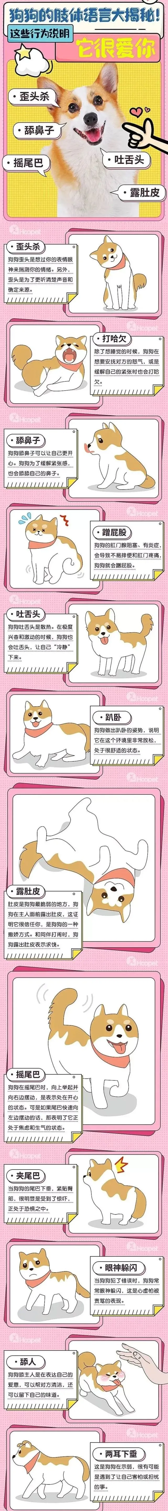 一张图带你看懂狗狗的肢体语言
