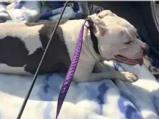 解析个别狗子背叛主人的行为，你会发现是我们的认知上有了误区