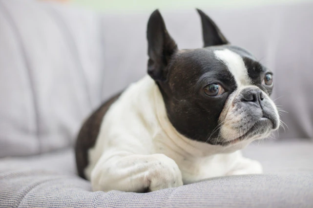 谈一下我对狗子能否吃剩饭菜的理解，狗子吃剩饭菜与吃狗粮的区别
