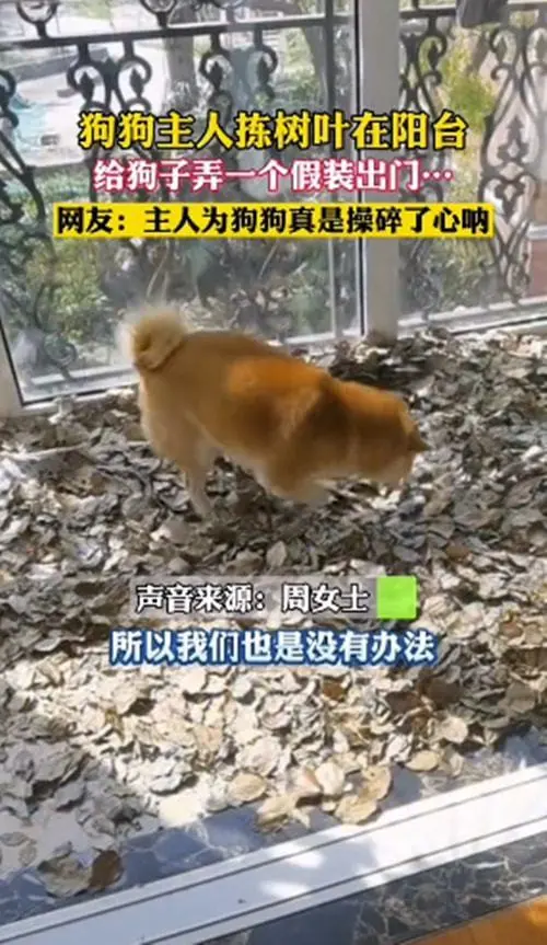 担心狗狗隔离没法排泄，主人铺了一阳台的树叶：这下应该没问题了