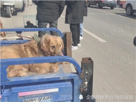 嫌弃狗狗吃得多，一岁多金毛被主人卖掉，前一秒还给它拍照