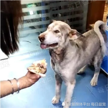 流浪狗身受重伤，趴地上奄奄一息，救助者：刚从屠宰场逃出来